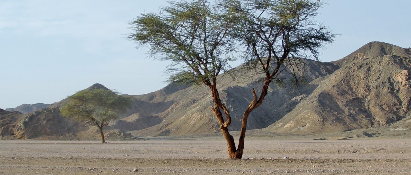 Un arbre seul au milieu du désert égyptien. Crédit ivabalk (Pixabay).