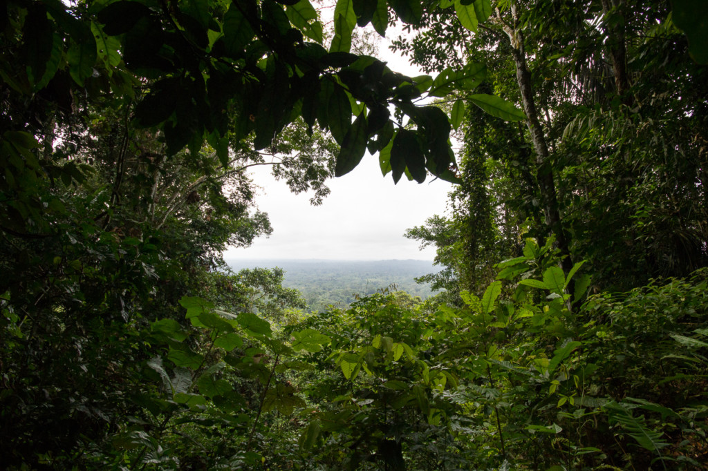 Jungle amazonienne. Crédit Jean-François Renaud.